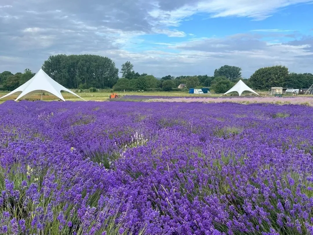 Hitchin Lavender fields