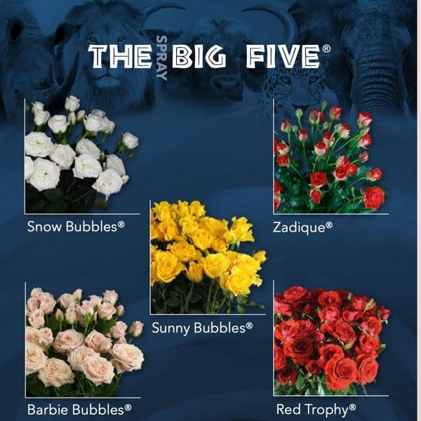 Deruiter the big five