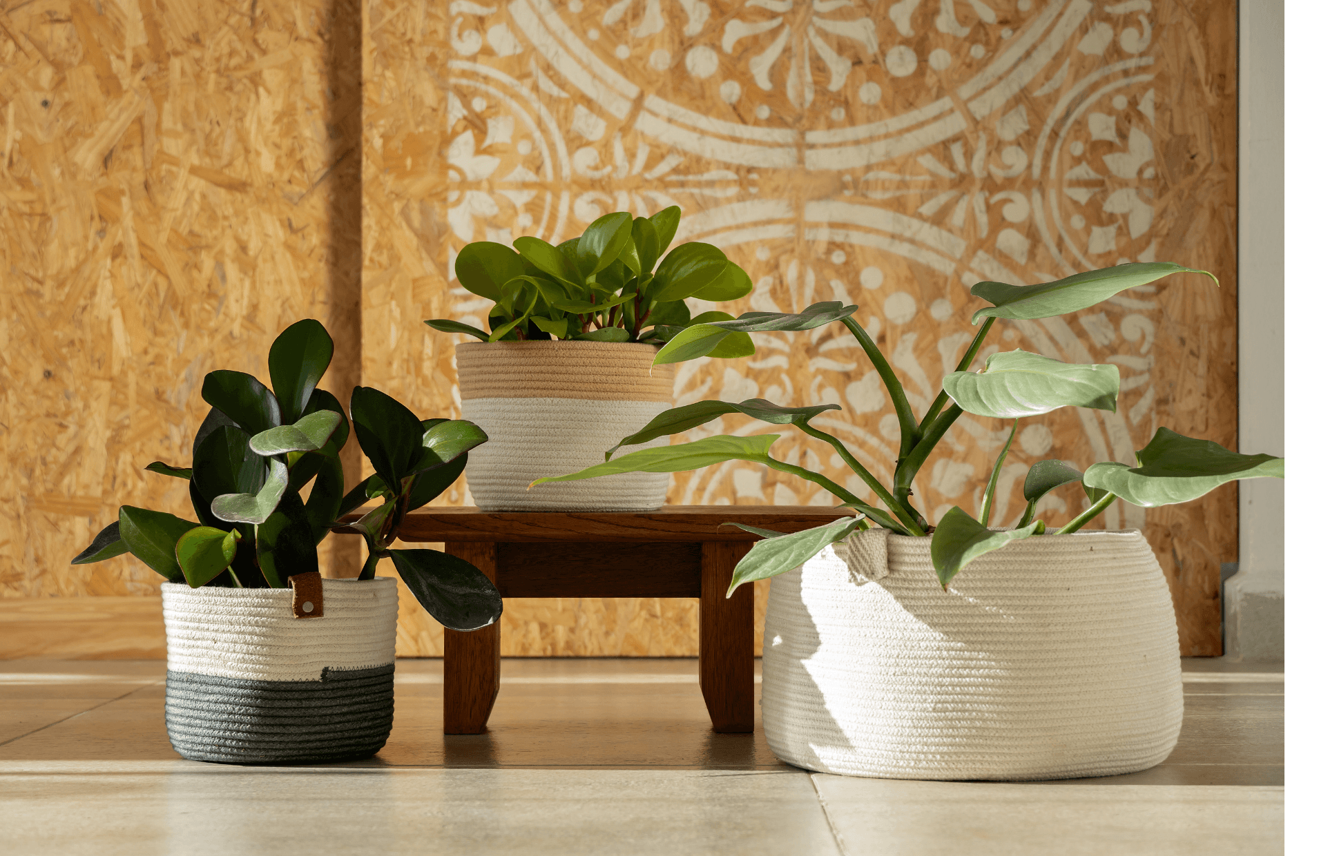 Britain’s Growing Green Thumb: Survey Shows Nation’s Deepening Love for Houseplants