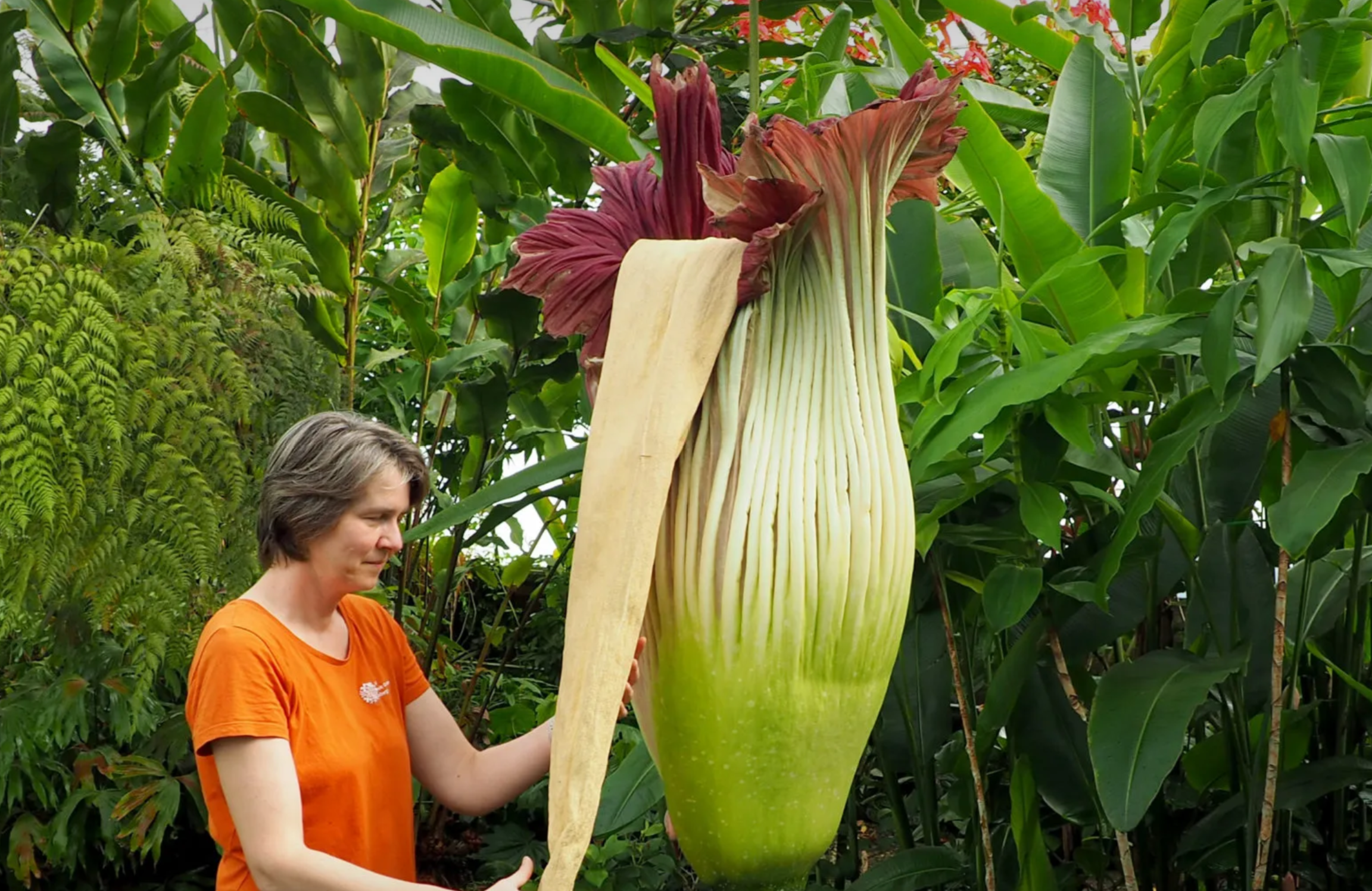 Edinburghs Corpse Flower