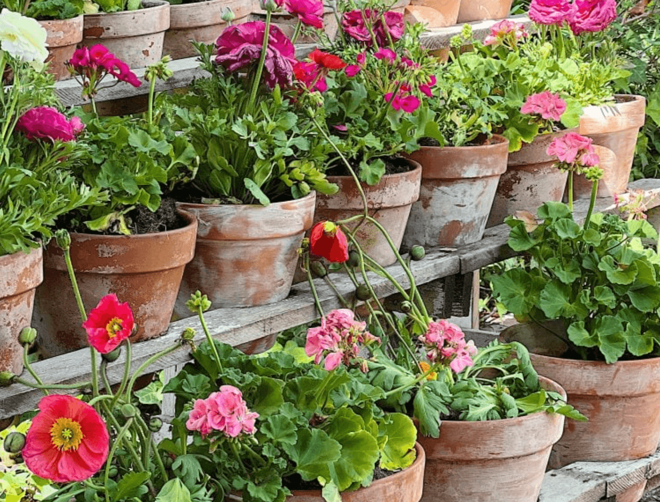 flower pots