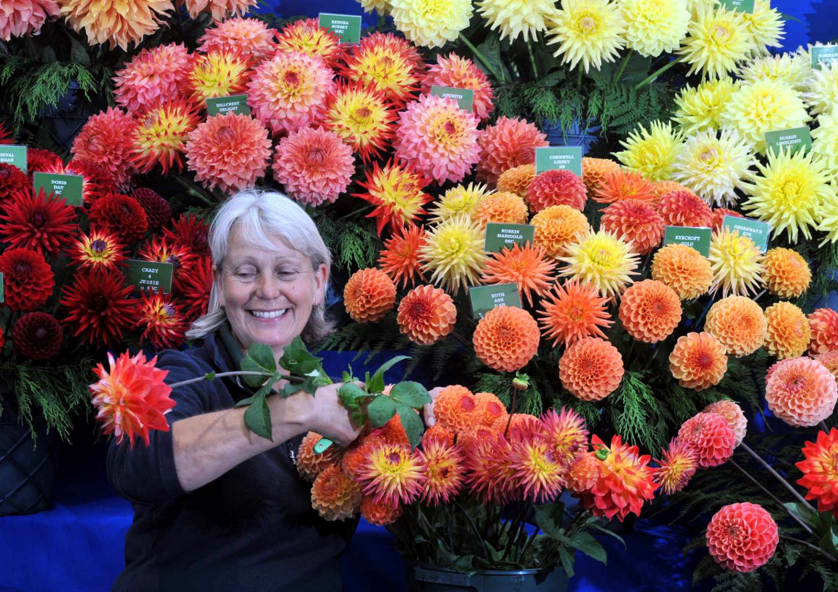 Harrogate Autumn Flower Show blooms in North Yorkshire