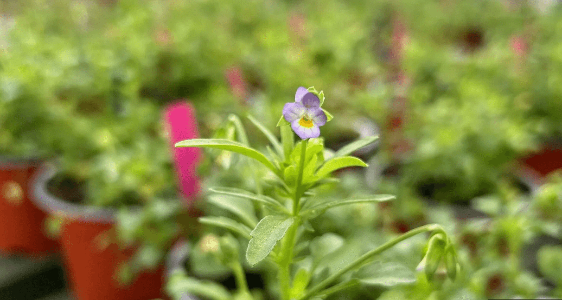 Local-Charity-Rallies-Gardeners-to-Save-Guernseys-Endangered-Flower-from-Extinction