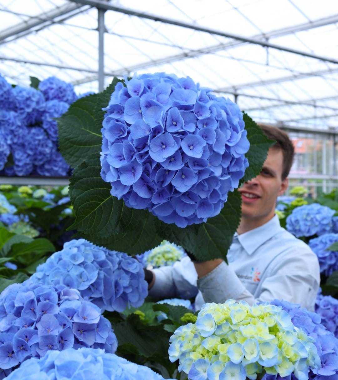 Noordam Hydrangeas