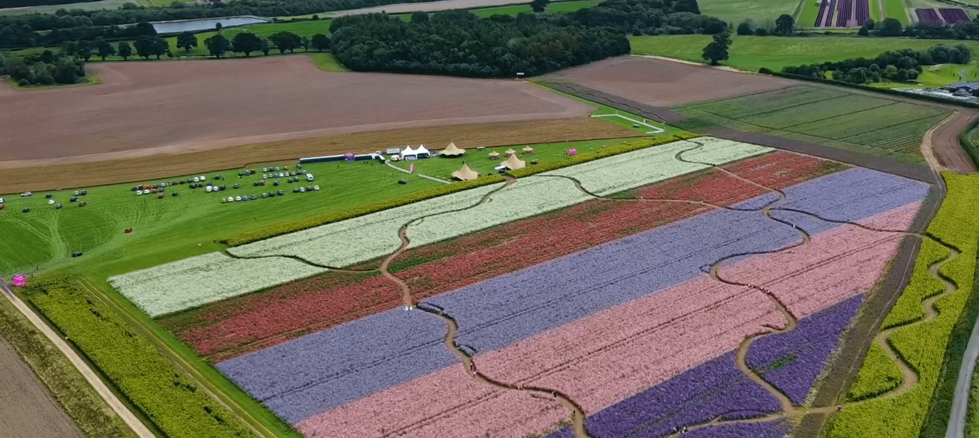 Shropshire Petal Fields