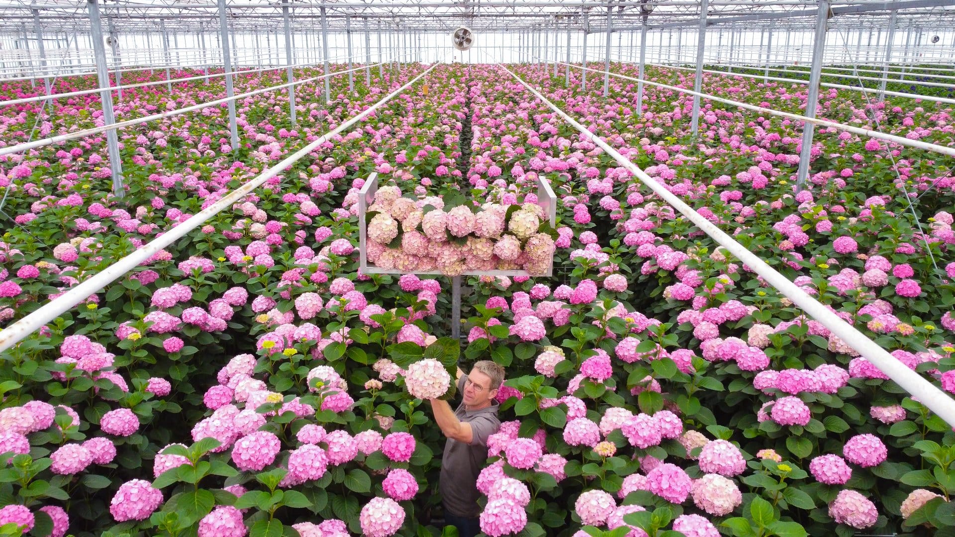 Peeters Hortensia's Adora Classic