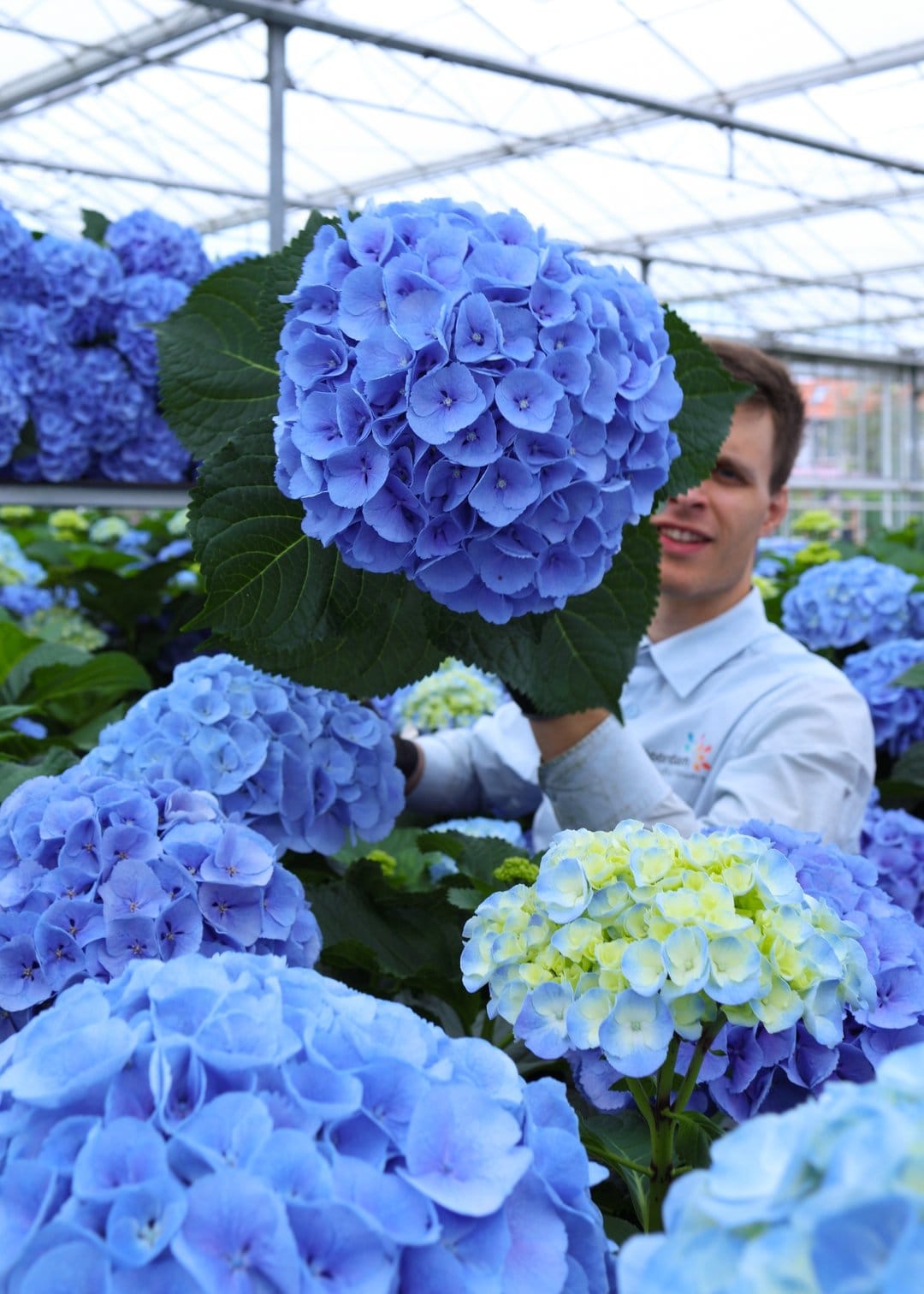 Hydrangea Mammoet Blue