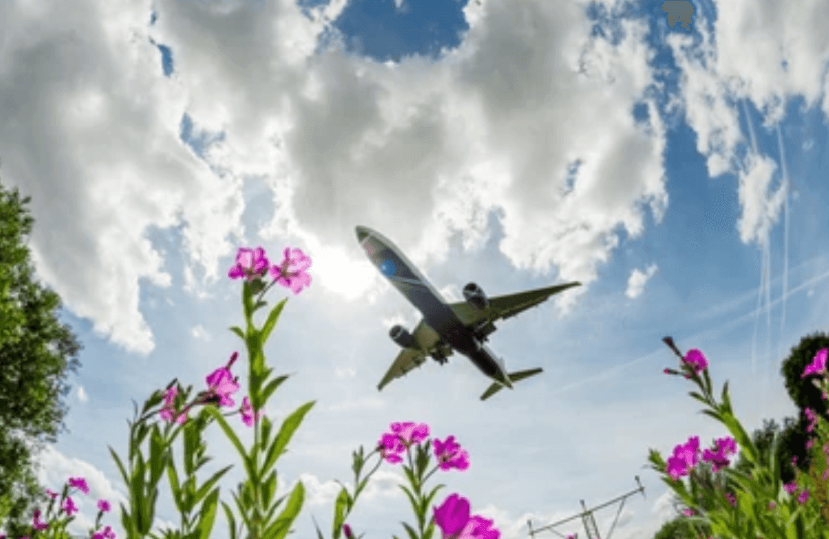 Suspension of Tariff for Flower Exports by the UK