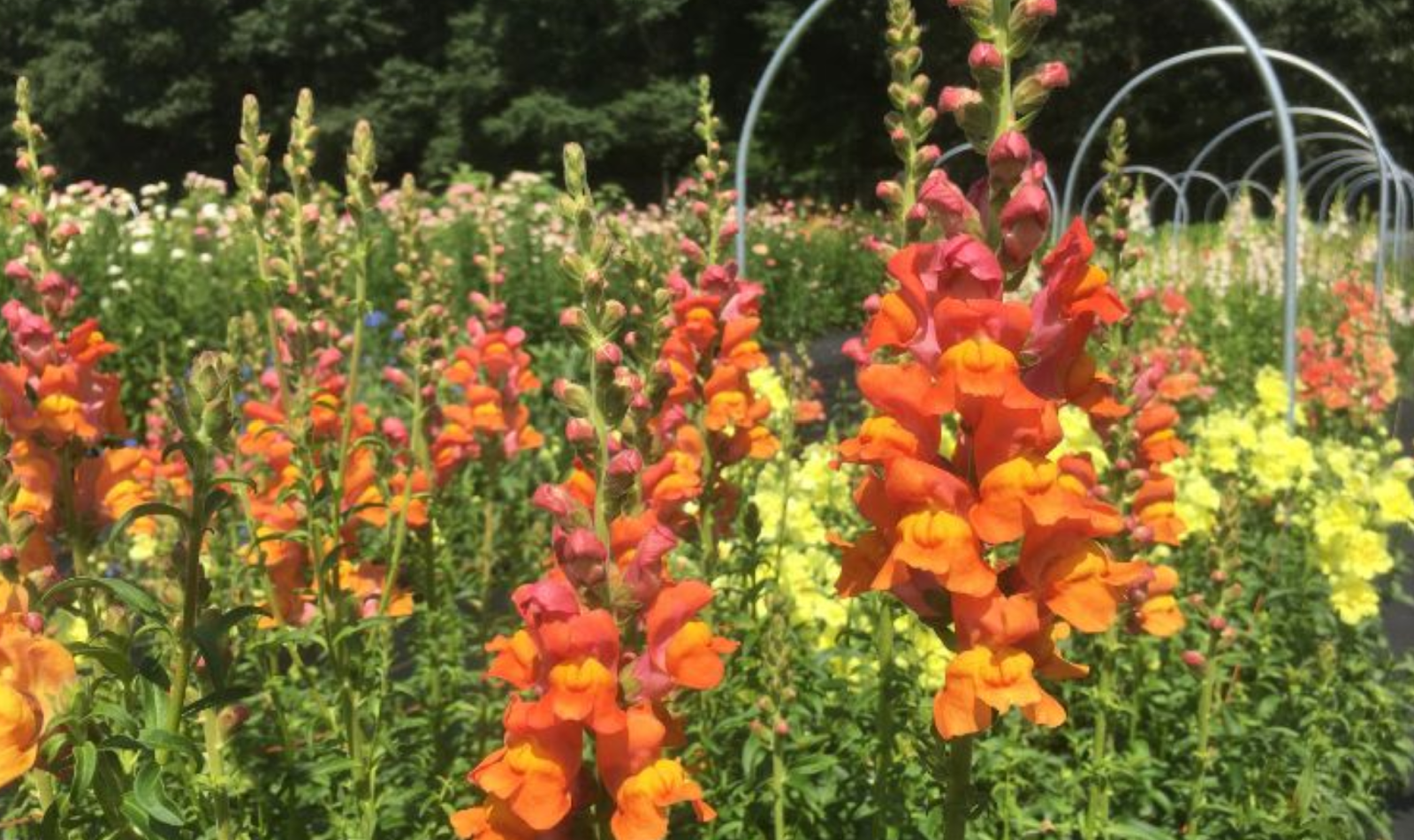 Michigan MSU Extension Specialty Cut Flower Farm Tour