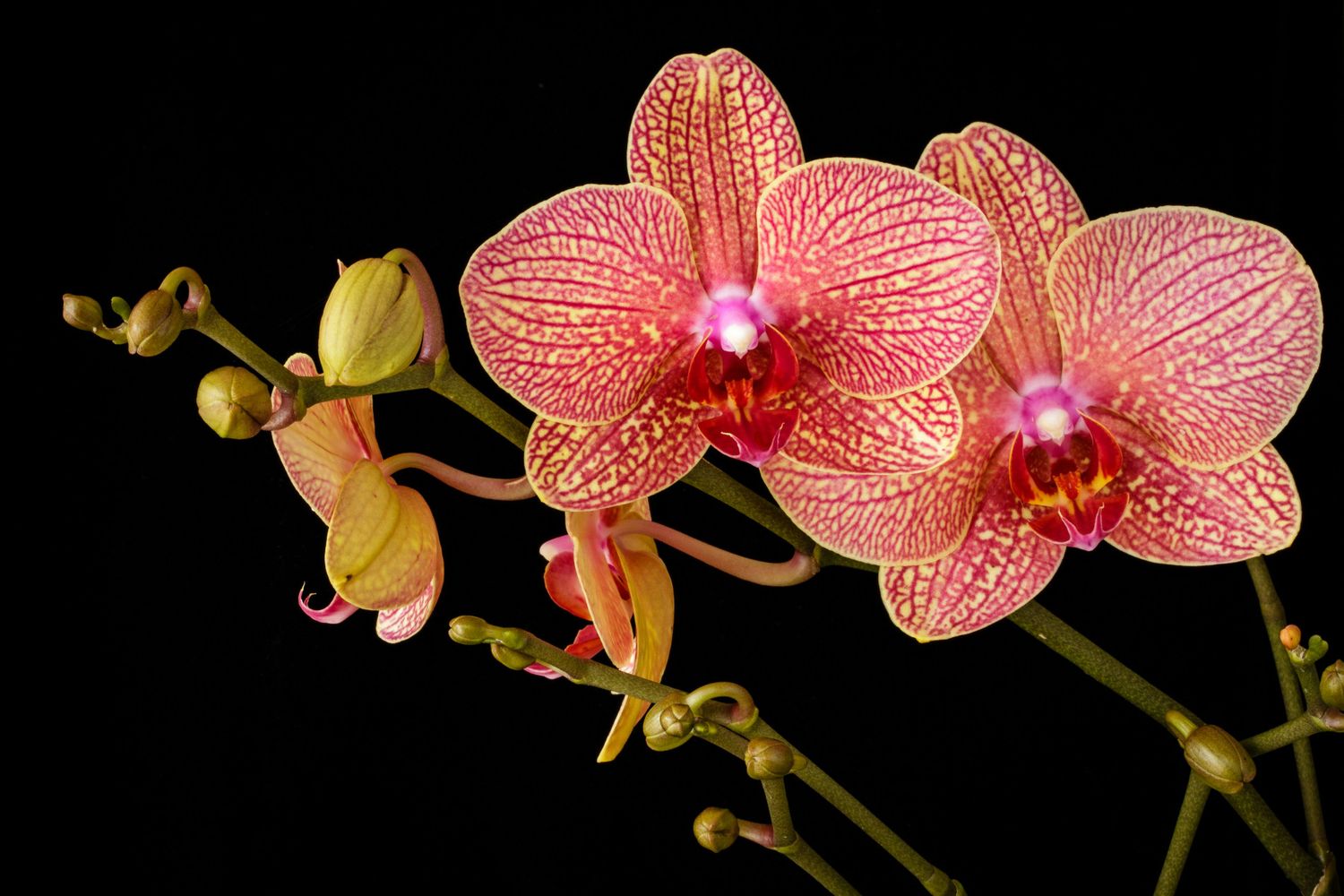 North of England Orchid Society Show