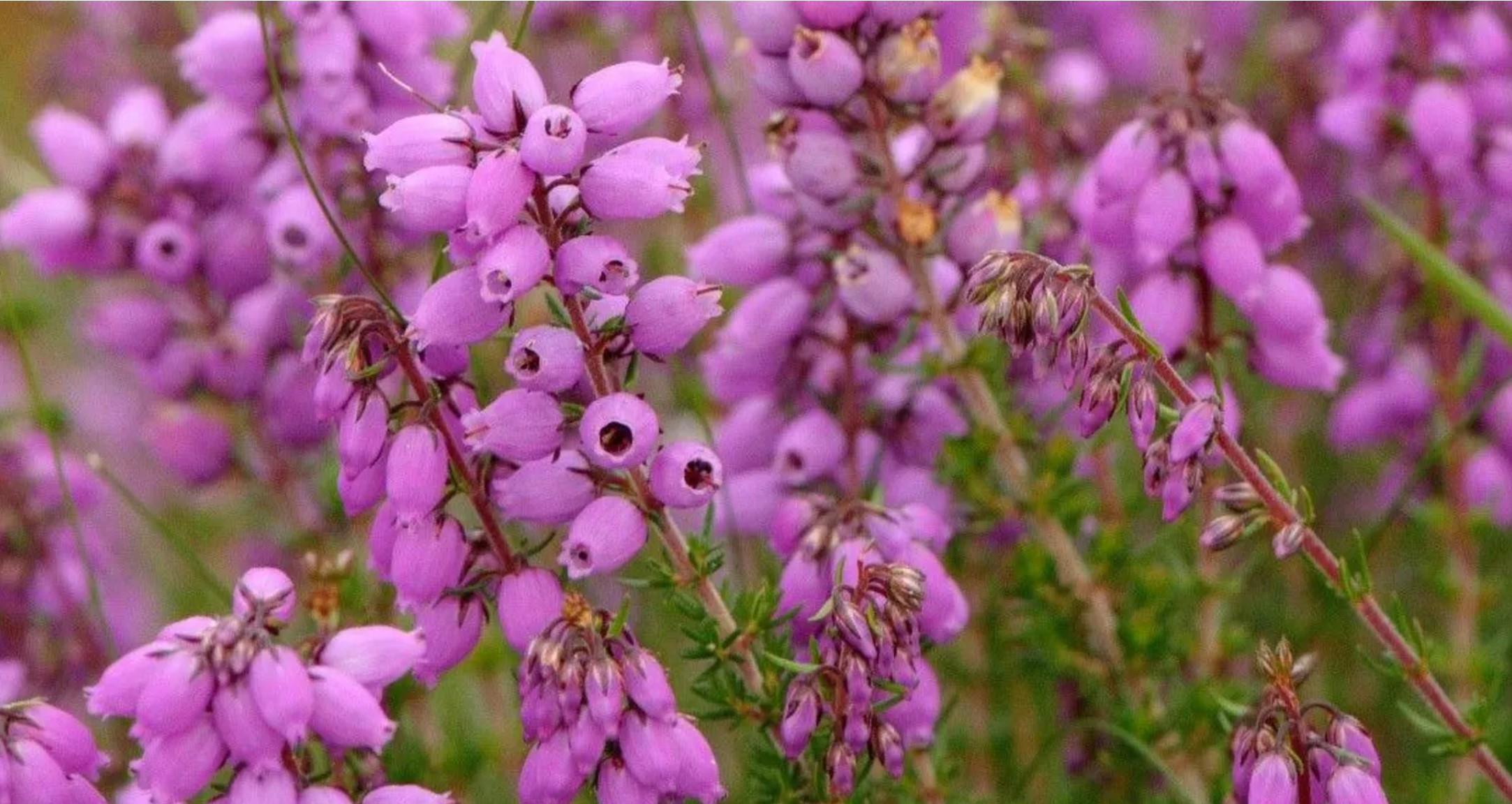 rare bell heather to bloom again in epping forest