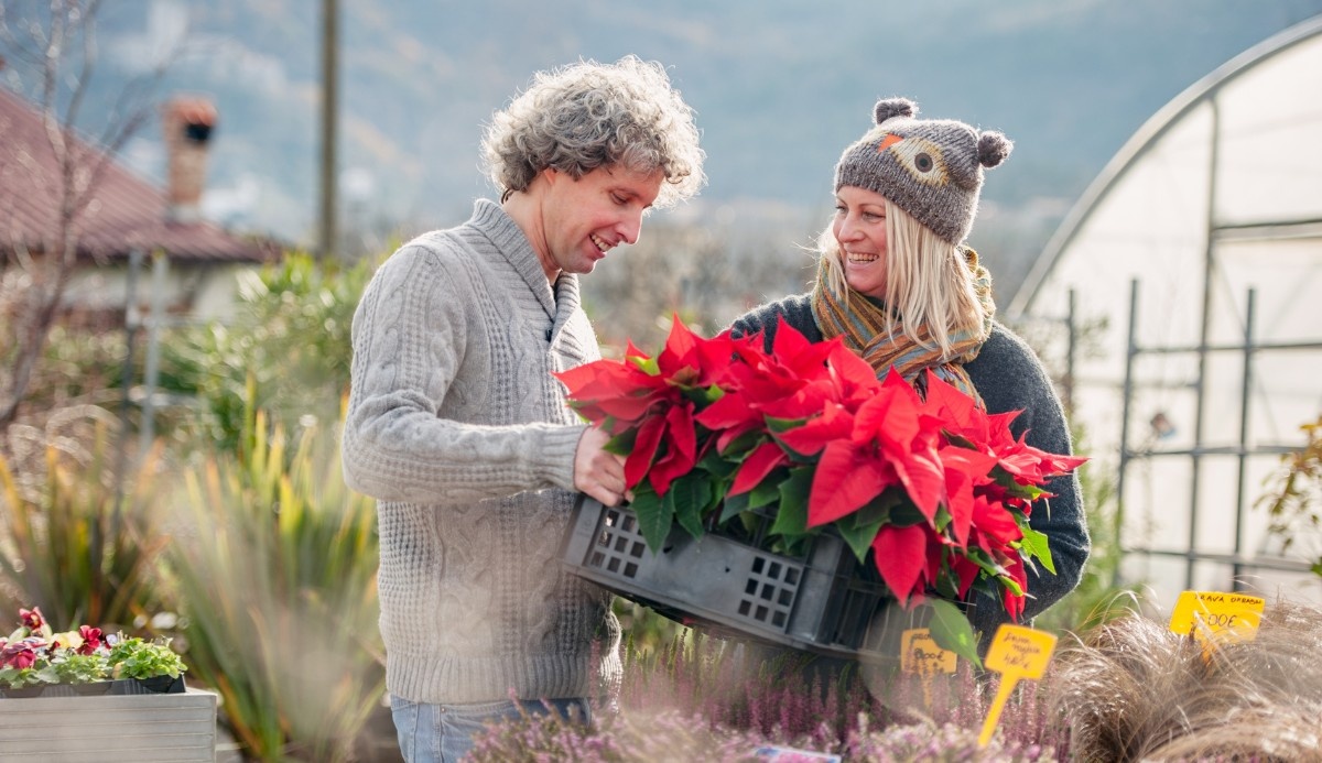 Garden Center UK Christmas