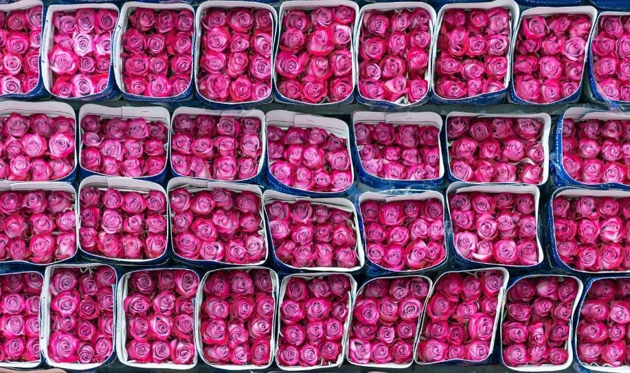 The Decline of Rose Cultivation in the Netherlands