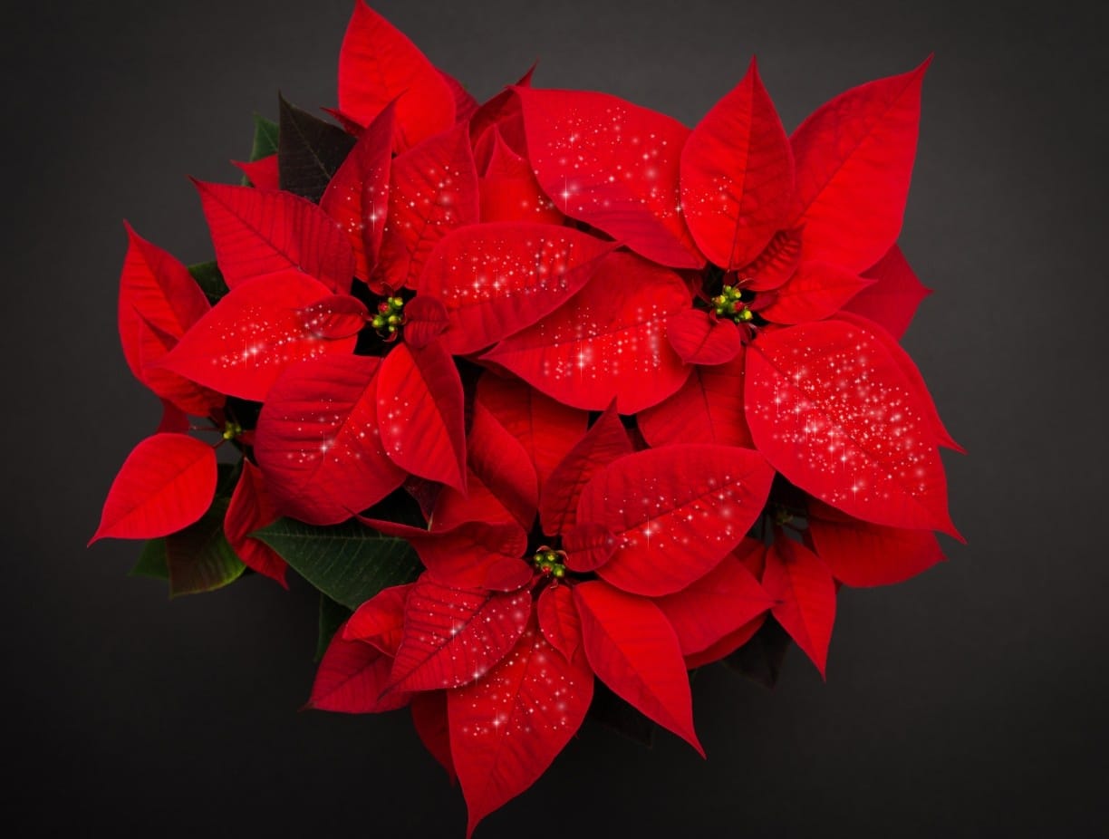 Poinsettia Christmas Star
