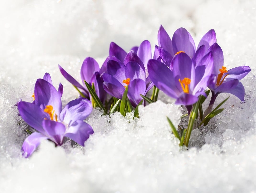 Winter flowers in snow