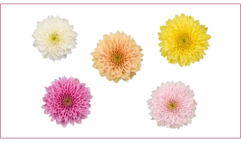 Infinity Chrysanten