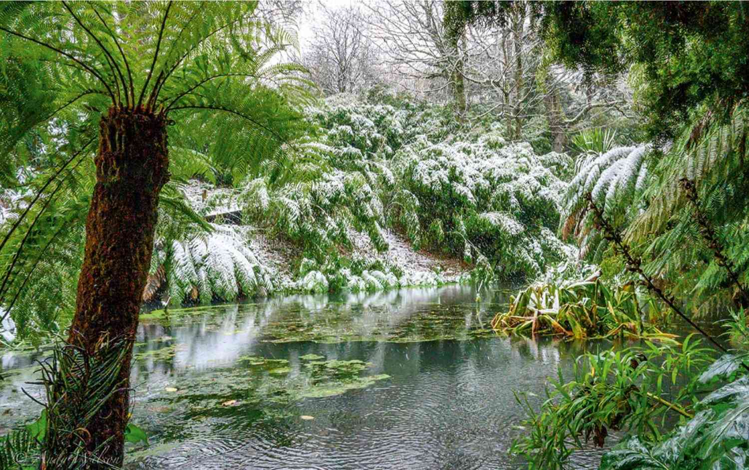 New Year Blooms at The Lost Gardens of Heligan