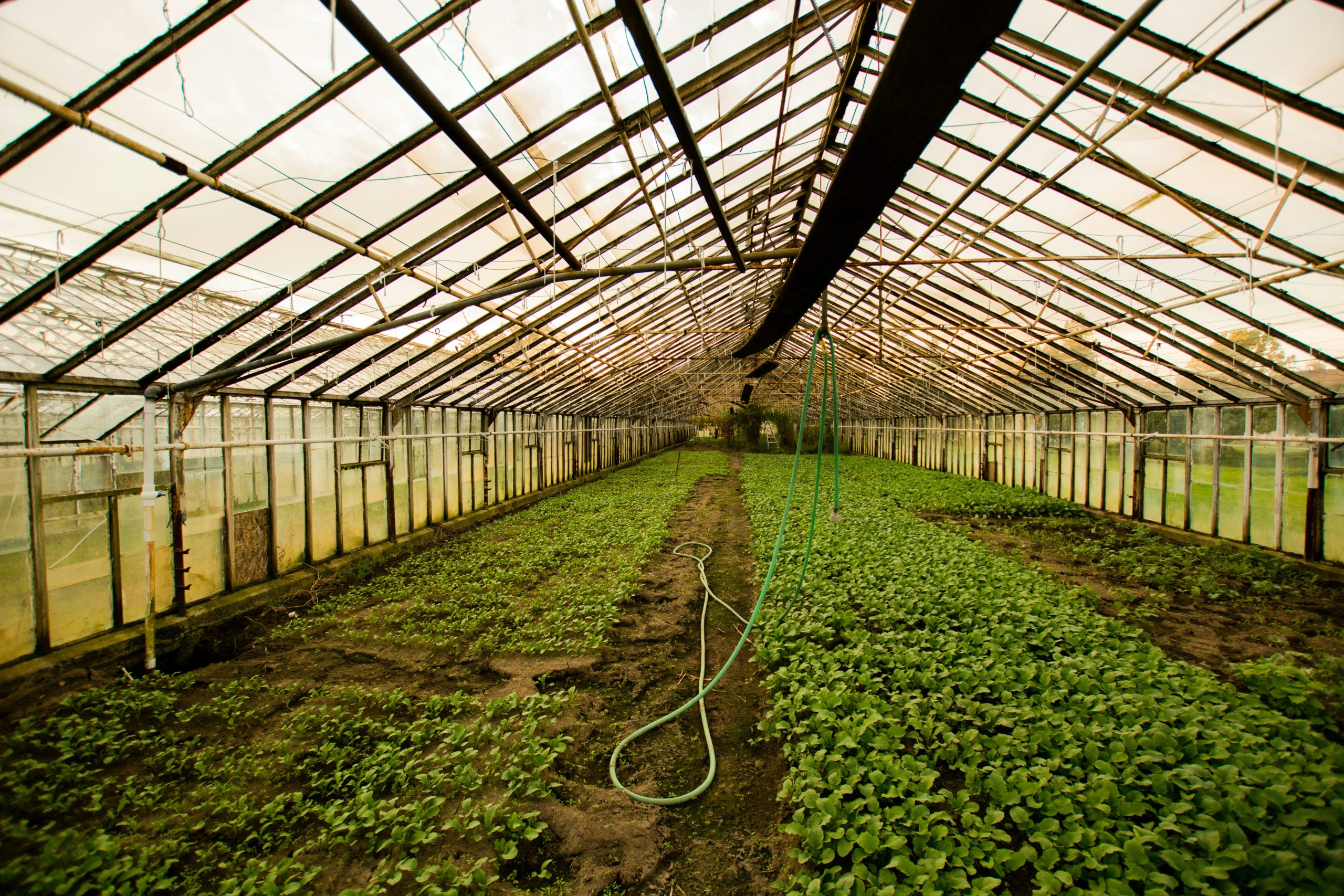 Omex Team Gives Update About Water Soluble Powders in Horticulture