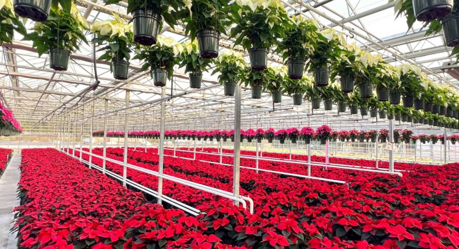 Cornell Supports New York Growers in Perfecting Poinsettia Cultivation