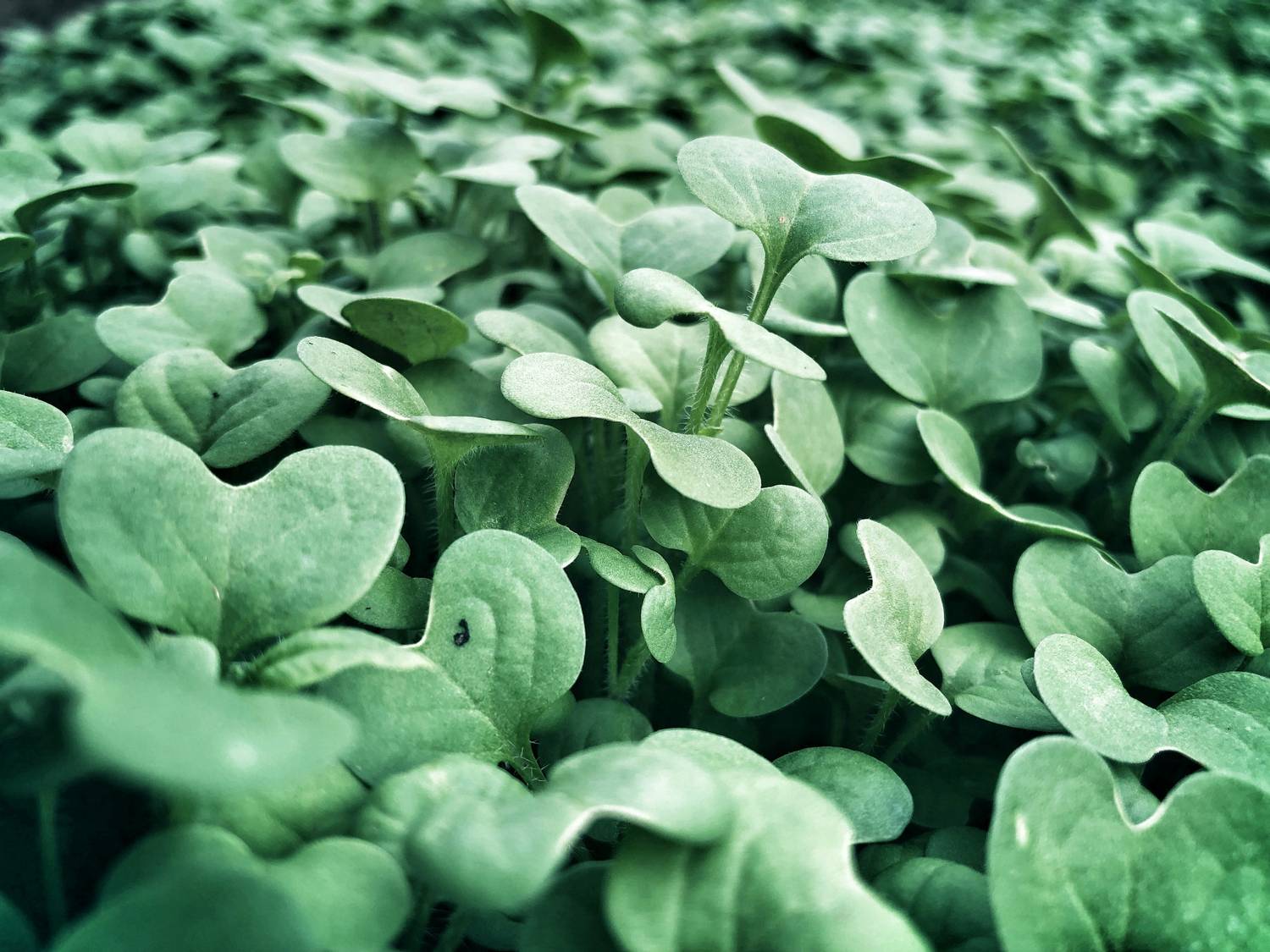 Royal Horticultural Society (RHS) has seen an impressive 21% rise in applications for its 2024 horticulture programmes