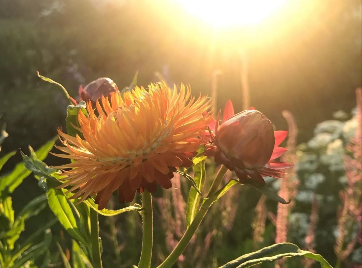 Get Creative with Flowers: Join a Weekly Flower Fix Class