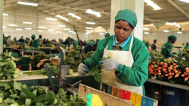 Kenya Flower Farm - Morning Florist