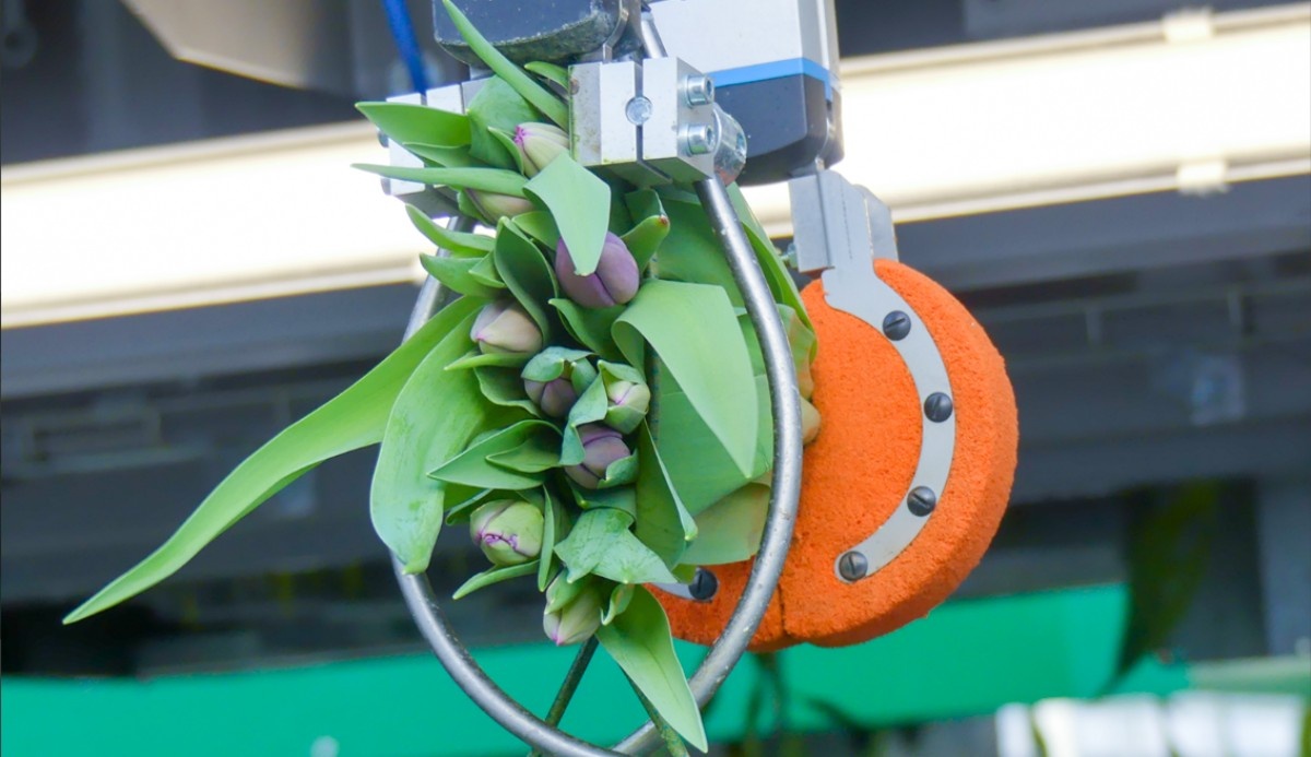 Bercomex stellt Tulpenpflücker für europäische Züchter vor