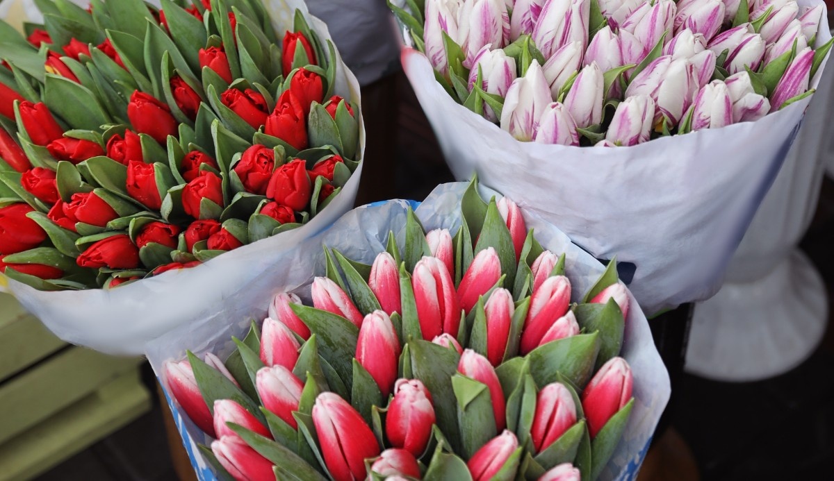 Tulip Crisis: Global Shortage Drives Prices Sky-High!
