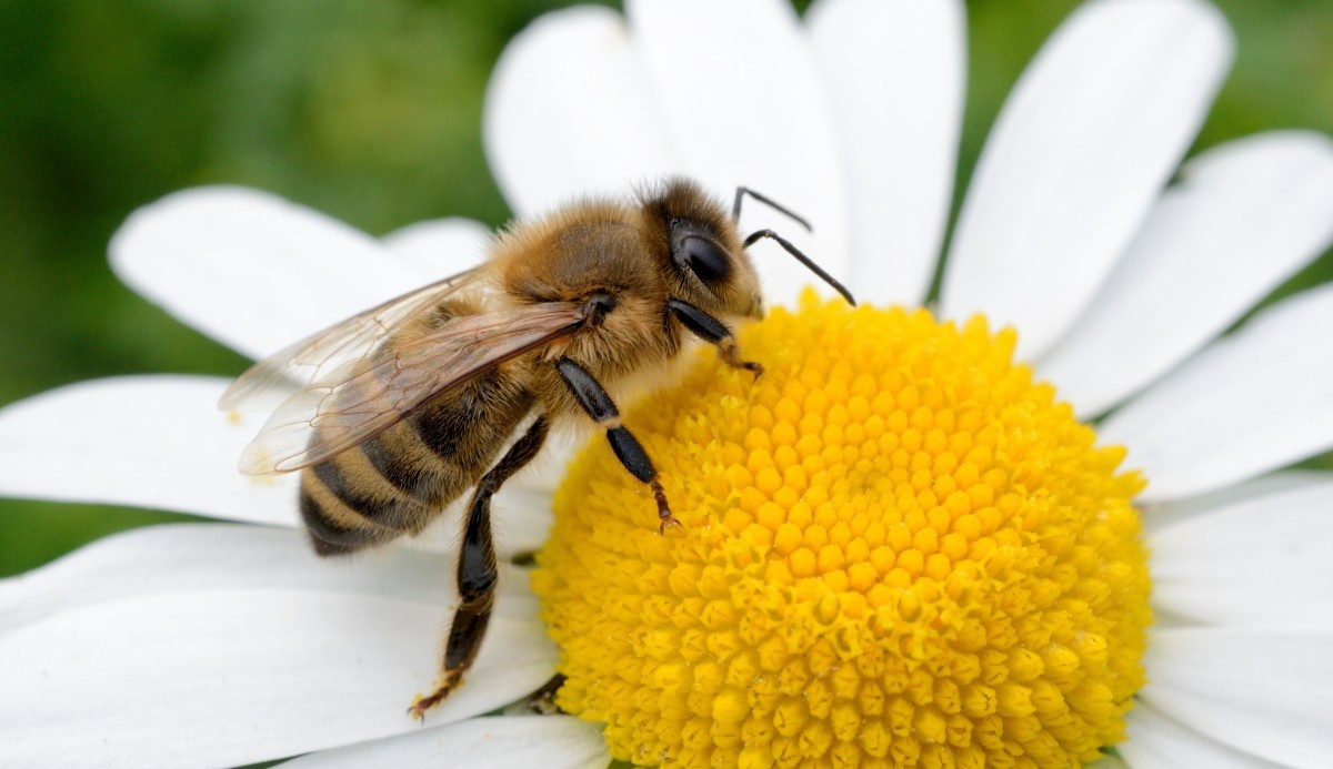Fertilisers Slash Pollinators by 50% – Shocking Study Reveals