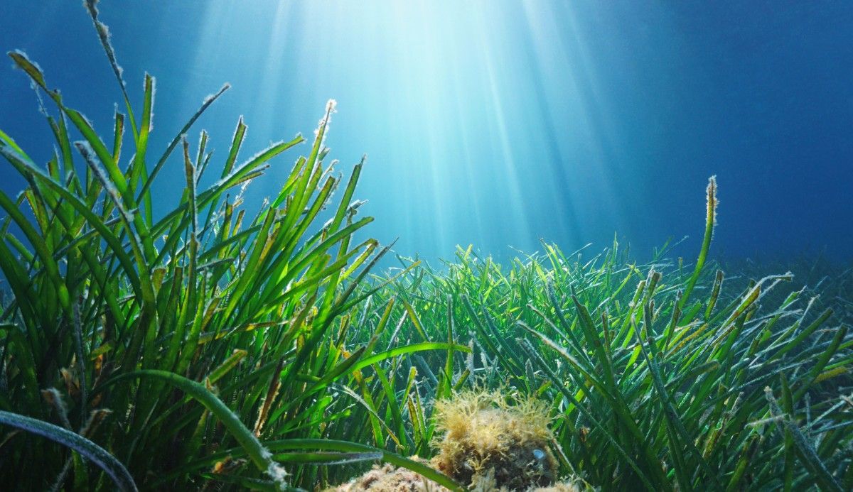Chelsea Flower Show 2025 Unveils Underwater Bloom