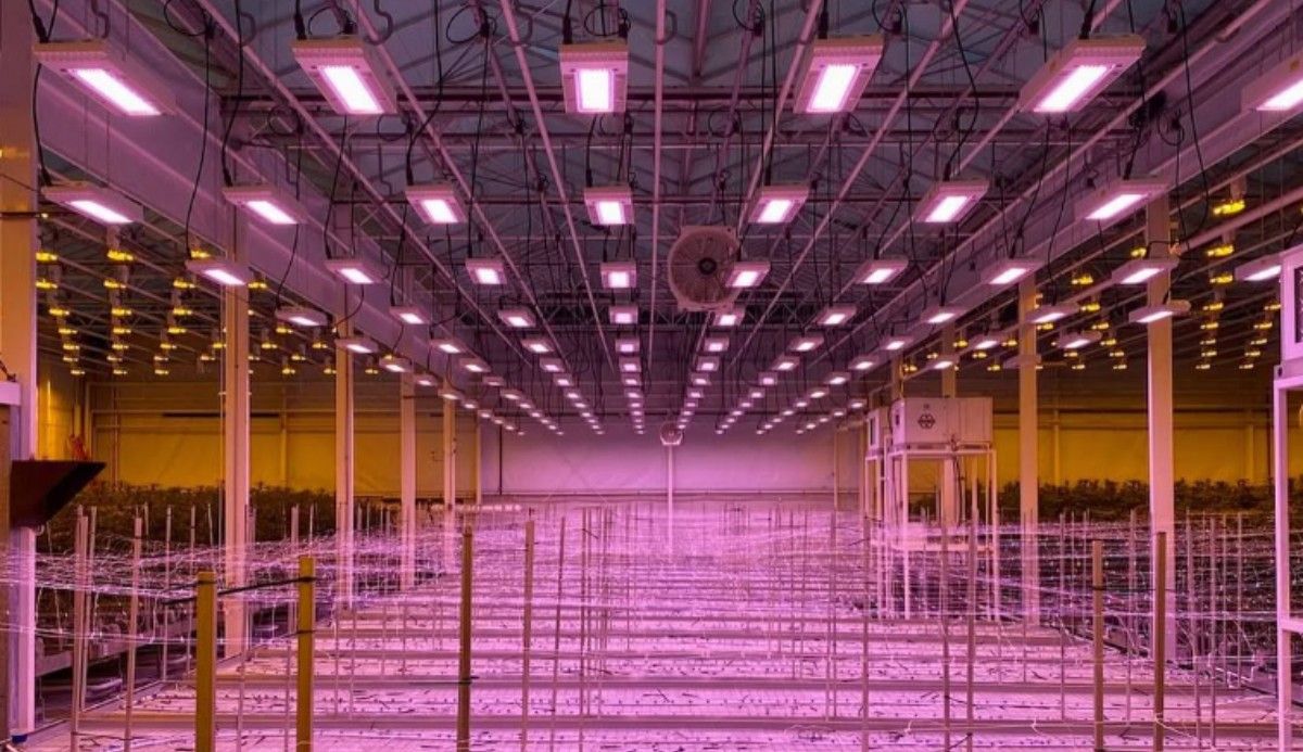 Hidden Savings: How Growers Can Tap into Energy Rebates