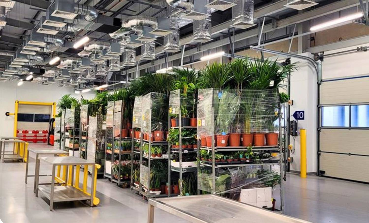 Brexit’s Thorny Path: UK Flower Trade Faces Growing Crisis