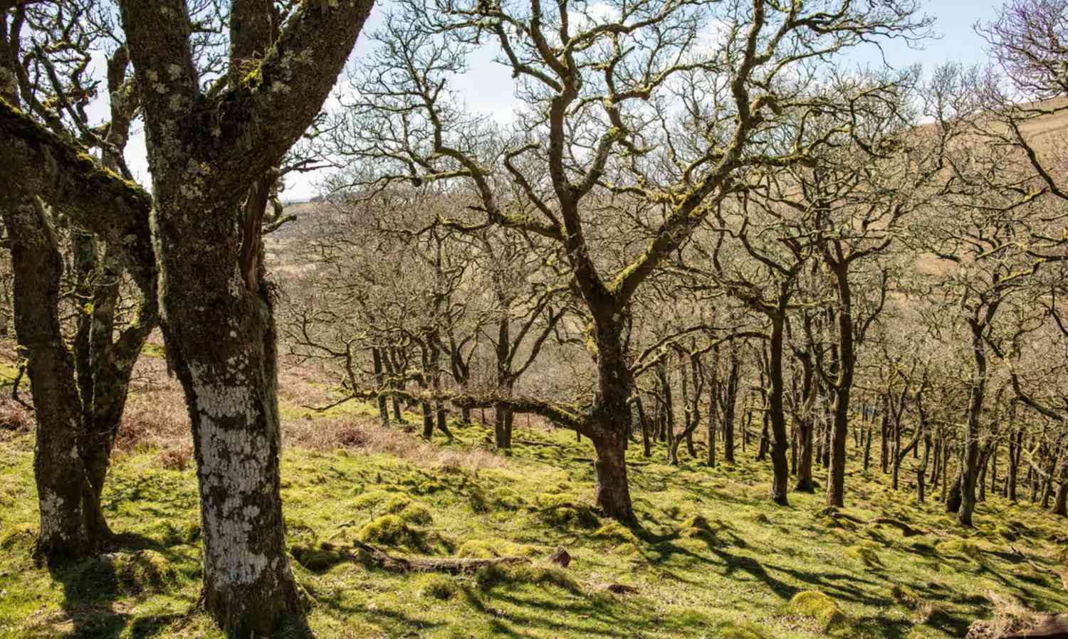 Upcoming Chelsea Flower Show to Spotlight Britain’s Endangered Rainforest