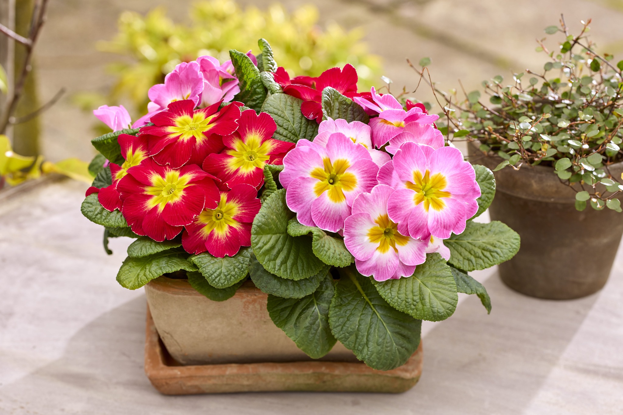 Primula Dante