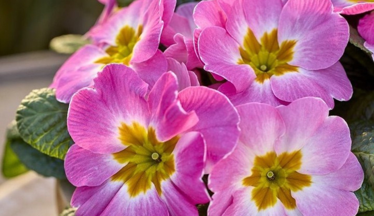 Schneider BV: Introducing Primula Dante with Exceptionally Large Flowers