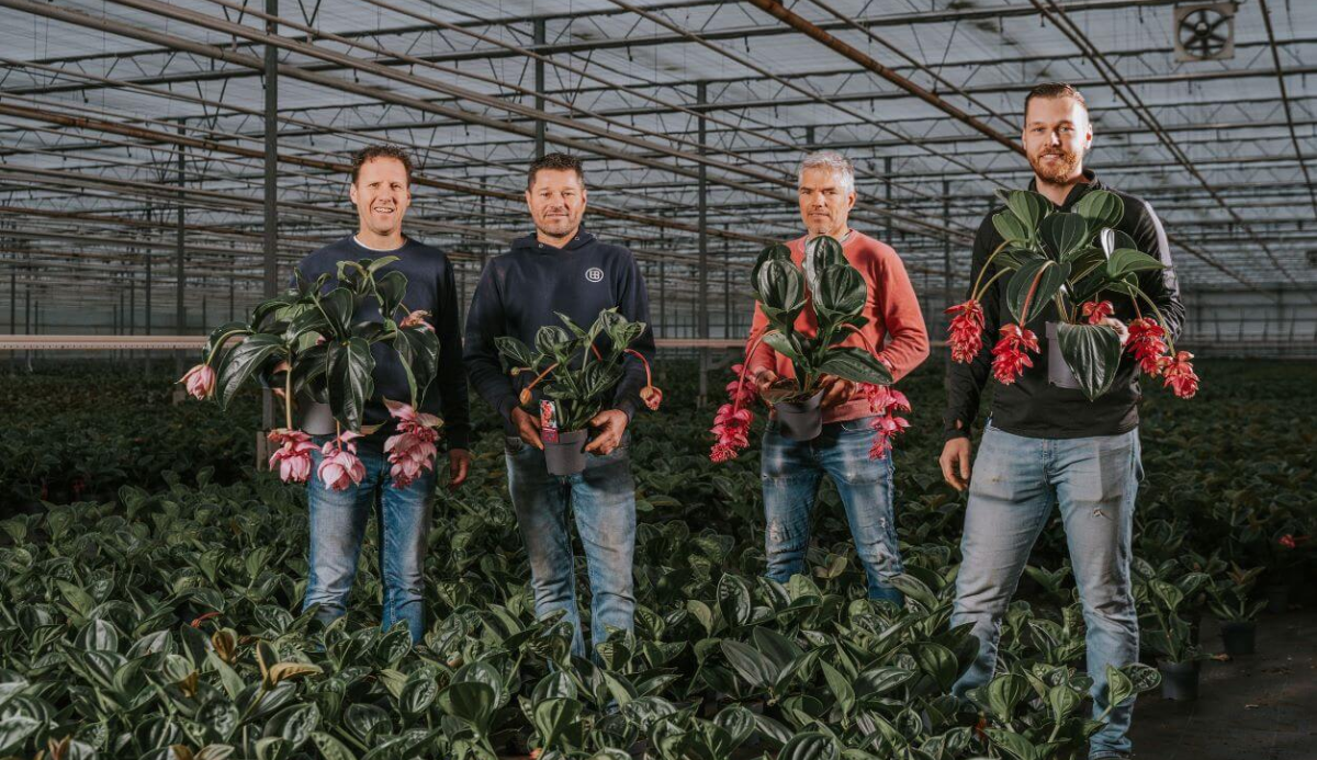 Decorum Plants & Flowers: Laguna has joined the collective as a leader