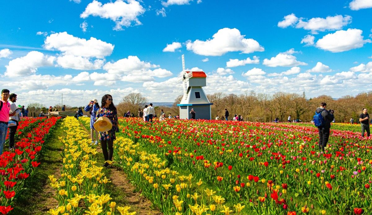 Warwickshire to Host Stunning 500,000-Tulip Garden