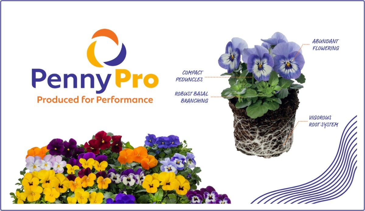 Penny Pro Viola Cornuta Blooms at IPM Essen