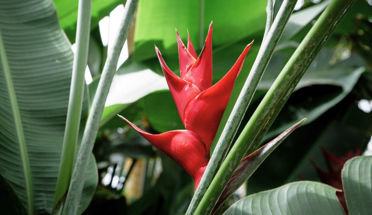 Dümmen Orange Transfers Heliconia Breeding Program to Lucanne B.V.
