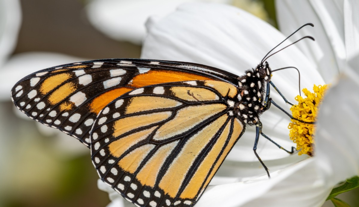 Guildford in Bloom 2025: Butterfly-Themed Garden Contest Returns