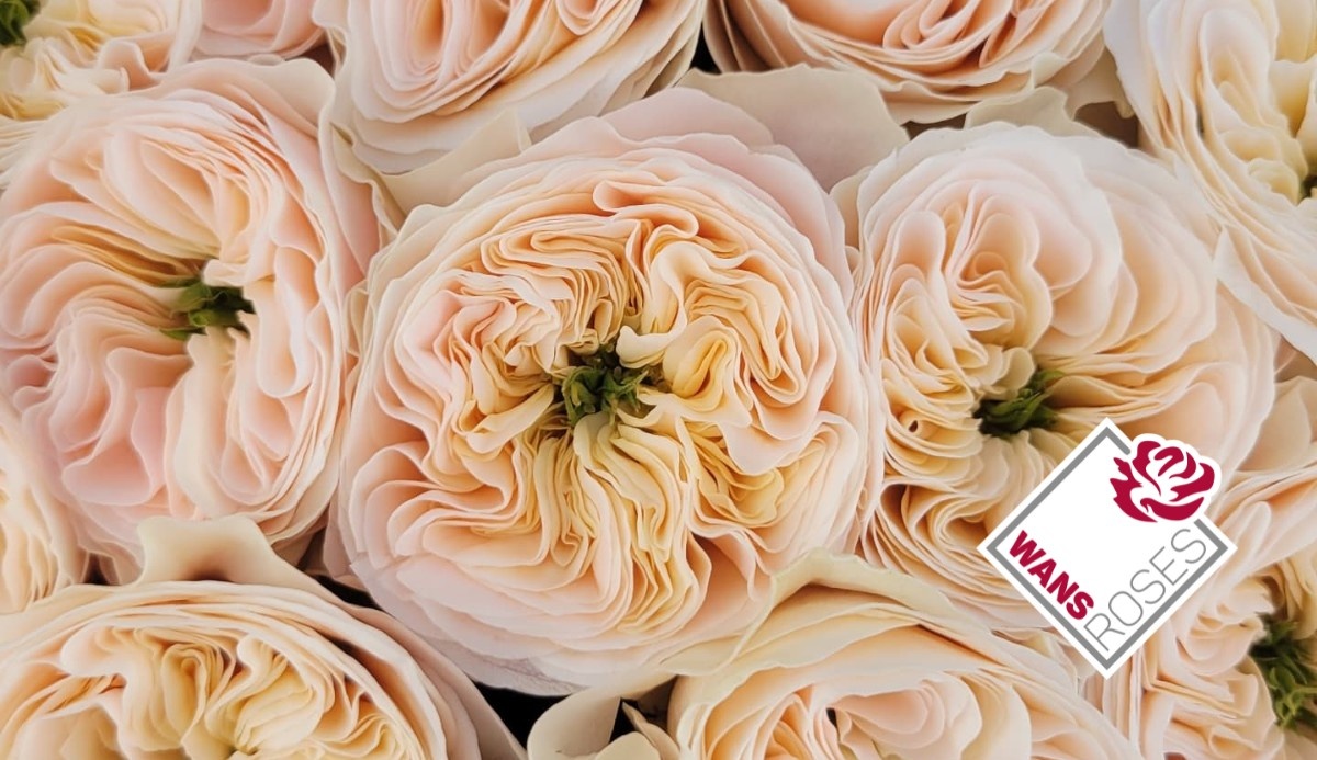 Wans Roses Introduced New Rose Varieties for 2025