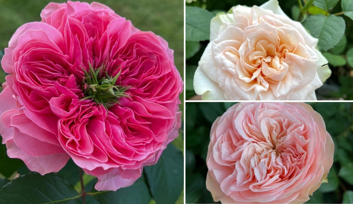 Klümpen Roses: New Magnificent Varieties for 2025
