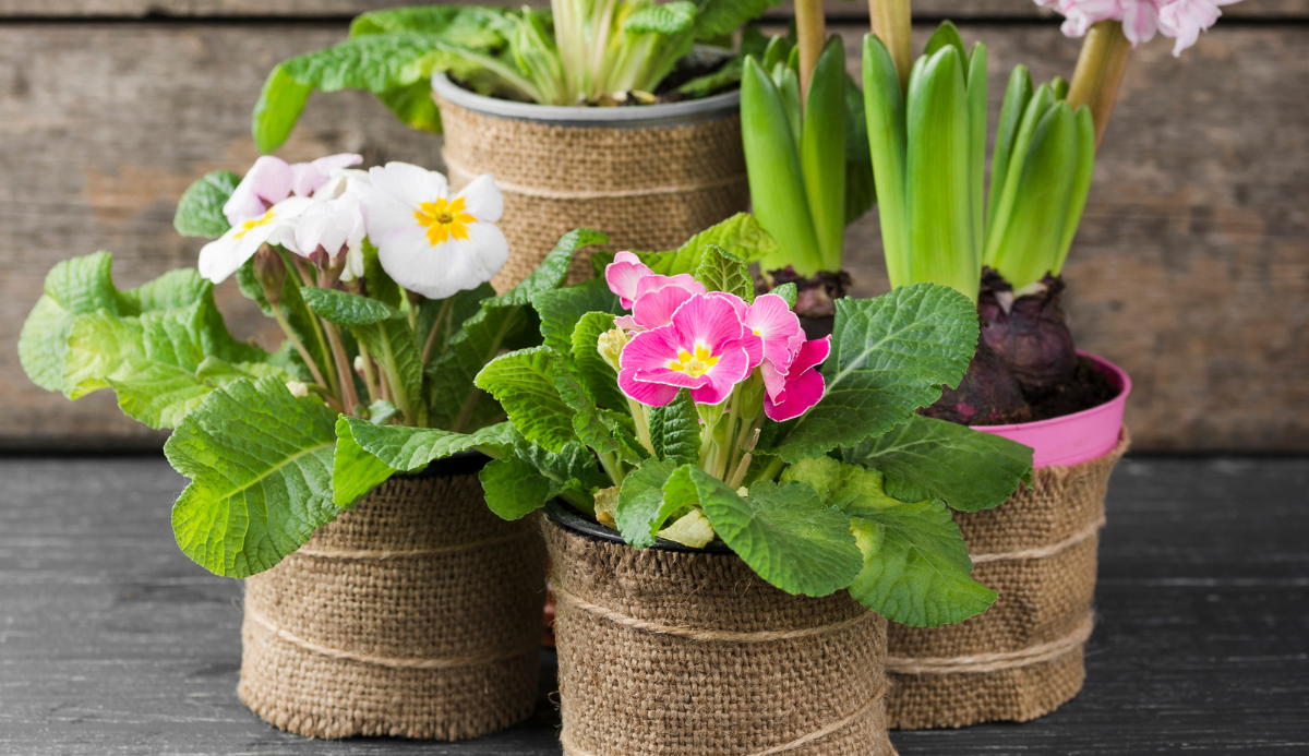 HTA New Plant Awards 2025: Enter Now!