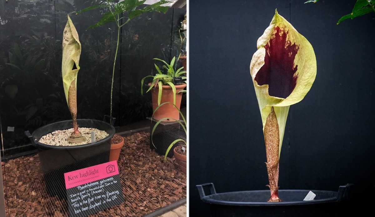 Rare ‘Old Socks’ Flower Blooms at Kew Gardens