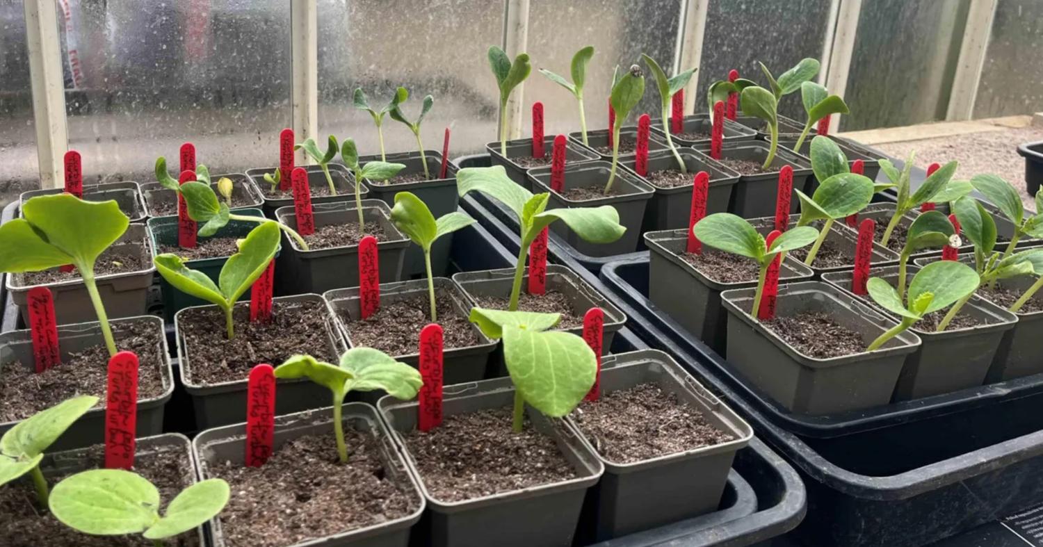Full Moon Planting Boosts Historic Garden Yields