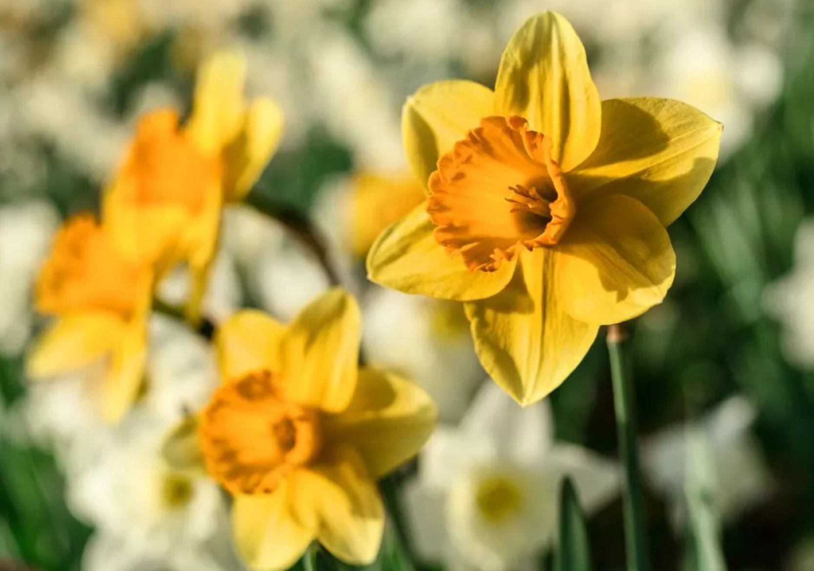 £5K Alert: Picking Wild Daffodils Fine